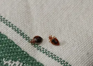 Two Bed bugs on cloth Print