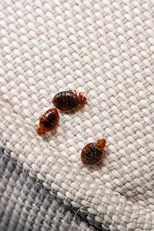 Three Bed bugs (Cimex lectularius) Print on cloth