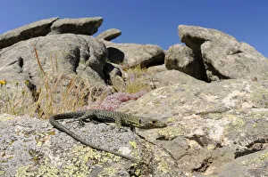 Bedriagas rock lizard, (Archaeolacerta bedriagae), Sardinia, Italy, June . Non-ex Bedriagas rock lizard, (Archaeolacerta bedriagae), Sardinia, Italy, June . Non-ex