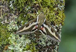 Bedstraw hawk-moth (Hyles gallii) Wallis, Switzerland, April. Controlled conditions Bedstraw hawk-moth (Hyles gallii) Wallis, Switzerland, April. Controlled conditions