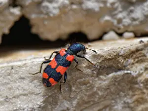 Trichodes Apiarius Prints: Bee beetle / Bee-wolf (Trichodes apiarius) a nest parasite of bees
