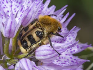 Bee beetle (Trichius fasciatus) usually found on flowers Bee beetle (Trichius fasciatus) usually found on flowers