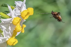 Western Europe Nature Images Prints: Bee fly (Bombylius major) in flight