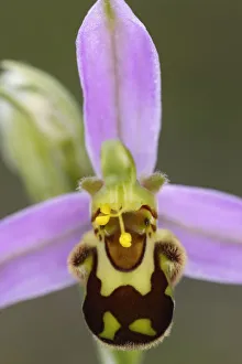 Bee orchid (Ophyrus apifera) flower, Burren National Park, County Clare, Ireland Bee orchid (Ophyrus apifera) flower, Burren National Park, County Clare, Ireland