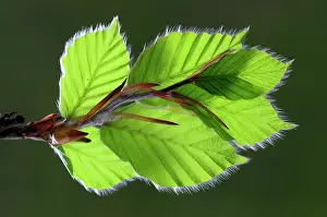 Beech Leaves Prints: Beech (Fagus sylvatica) leaves in spring, Dorset, England, UK. May. Studio shot