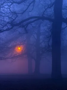 Beech trees (Fagus sylvatica) at night in winter, with lamp post illuminating the woodland Beech trees (Fagus sylvatica) at night in winter, with lamp post illuminating the woodland
