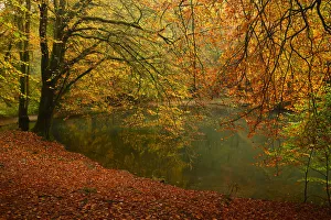 Beech trees (Fagus sylvaticus) and pond in autumn, Waggoners Wells, Surrey, England, UK Beech trees (Fagus sylvaticus) and pond in autumn, Waggoners Wells, Surrey, England, UK