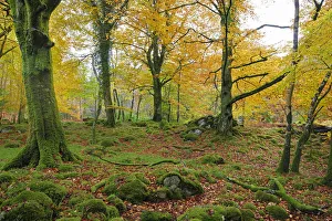 Beech woodland near Torc centre, Killarney National Park County Kerry, Ireland Beech woodland near Torc centre, Killarney National Park County Kerry, Ireland