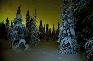 Beginnings of the Northern lights in night sky in winter with conifer trees laden with Beginnings of the Northern lights in night sky in winter with conifer trees laden with