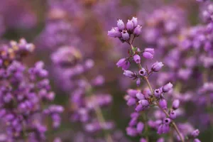 Bell heather (Erica cinerea) in flower, Steadham Common Nature Reserve, Sussex, UK Bell heather (Erica cinerea) in flower, Steadham Common Nature Reserve, Sussex, UK