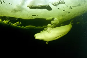 Beluga whale (Delphinapterus leucas) swimming under ice and exhaling air Beluga whale (Delphinapterus leucas) swimming under ice and exhaling air