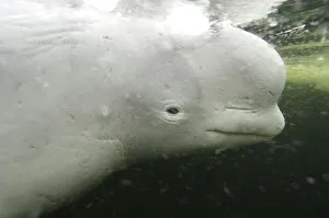 Beluga / White whale {Delphinapterus leucas} White sea, Russia, Captive Beluga / White whale {Delphinapterus leucas} White sea, Russia, Captive