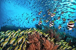 Bengal snapper (Lutjanus bengalensis), Bannerfish (Heniochus diphreutes Bengal snapper (Lutjanus bengalensis), Bannerfish (Heniochus diphreutes