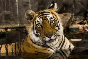 Bengal tiger (Panthera tigris) cooling down in waterhole, portrait Bengal tiger (Panthera tigris) cooling down in waterhole, portrait