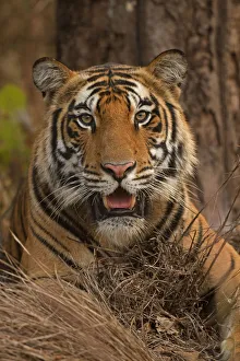 Bengal tiger (Panthera tigris), portrait Bengal tiger (Panthera tigris), portrait