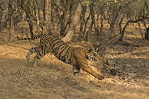 Bengal tiger (Panthera tigris) running down slope. Ranthambore National Park, India Bengal tiger (Panthera tigris) running down slope. Ranthambore National Park, India