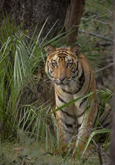 Bengal Tiger (Panthera tigris) sub-adult, approximately 17-19 months old, amongst forest vegetation Bengal Tiger (Panthera tigris) sub-adult, approximately 17-19 months old, amongst forest vegetation