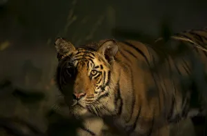 Bengal Tiger (Panthera tigris) sub-adult, approximately 17-19 months old, lit by morning light Bengal Tiger (Panthera tigris) sub-adult, approximately 17-19 months old, lit by morning light