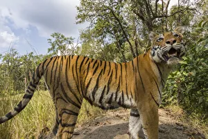 Bengal tiger (Panthera tigris tigirs) tigress, stopping due to sound from camera while patrolling Bengal tiger (Panthera tigris tigirs) tigress, stopping due to sound from camera while patrolling