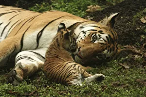 Bengal Tiger (Panthera tigris tigris) mother and cub, Pench National Park, Madhya Pradesh Bengal Tiger (Panthera tigris tigris) mother and cub, Pench National Park, Madhya Pradesh