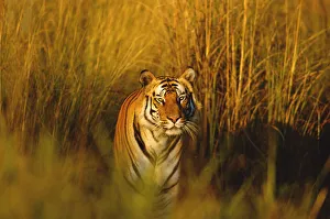 Bengal tiger portrait {Panthera tigris tigris} Bandhavgarh NP, Madhya Pradesh, India Bengal tiger portrait {Panthera tigris tigris} Bandhavgarh NP, Madhya Pradesh, India