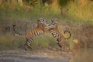Bengal Tigers (Panthera tigris) sub-adults, approximately 17-19 months old, playfighting Bengal Tigers (Panthera tigris) sub-adults, approximately 17-19 months old, playfighting