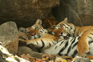 Bengal Tigers (Panthera tigris tigris) resting in the shade national park, India Bengal Tigers (Panthera tigris tigris) resting in the shade national park, India