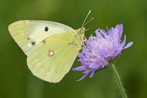 Bergers clouded yellow butterfly (Colias alfacariensis) on flower, Liechtenstein Bergers clouded yellow butterfly (Colias alfacariensis) on flower, Liechtenstein