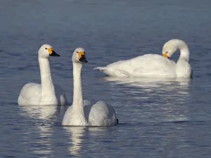 Bewicks swan (Cygnus columbianus bewickii) adults swimming on a marshland pool Bewicks swan (Cygnus columbianus bewickii) adults swimming on a marshland pool