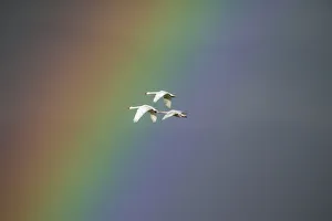 Bewicks swan (Cygnus columbianus) in flight with rainbow, Gloucestershire, England Bewicks swan (Cygnus columbianus) in flight with rainbow, Gloucestershire, England