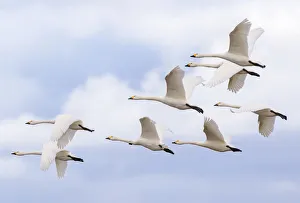 Bewicks swans (Cygnus columbianus) small flock in flight, Gloucestershire, UK Bewicks swans (Cygnus columbianus) small flock in flight, Gloucestershire, UK