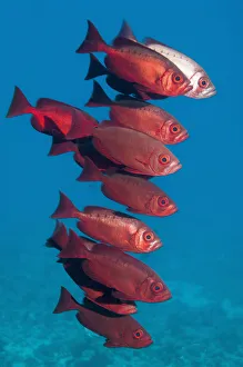 Big-eye fish (Priacanthus hamrur). Egypt, Red Sea Big-eye fish (Priacanthus hamrur). Egypt, Red Sea