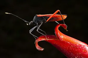 Big-legged Bug or Squash Bug (Coreidae) on Heliconia Flower. Yasuni National Park Big-legged Bug or Squash Bug (Coreidae) on Heliconia Flower. Yasuni National Park