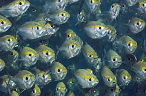 Bigeye Scad (Selarcrumenophthalmus). Misool, Raja Ampat, West Papua, Indonesia Bigeye Scad (Selarcrumenophthalmus). Misool, Raja Ampat, West Papua, Indonesia