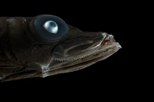 Bigeye smooth-head (Bajacalifornia megalops) head portrait, Mid-Atlantic Ridge, North Bigeye smooth-head (Bajacalifornia megalops) head portrait, Mid-Atlantic Ridge, North