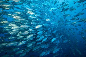 Bigeye trevally (Caranx sexfasciatus), a large shoal. Cocos Island National Park, Costa Rica Bigeye trevally (Caranx sexfasciatus), a large shoal. Cocos Island National Park, Costa Rica