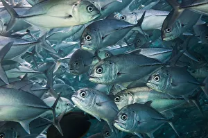Bigeye trevally or jack (Caranx sexfasciatus) shoal, Sipadan, Malaysia Bigeye trevally or jack (Caranx sexfasciatus) shoal, Sipadan, Malaysia
