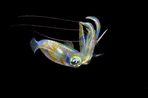 Bigfin reef squid (Sepioteuthis lessoniana) capturing a pelagic shrimp with long red Bigfin reef squid (Sepioteuthis lessoniana) capturing a pelagic shrimp with long red