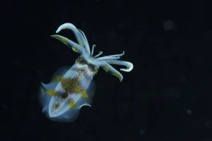 Bigfin reef squid (Sepioteuthis lessoniana) swimming at night, Indonesia, Sea of Flores Bigfin reef squid (Sepioteuthis lessoniana) swimming at night, Indonesia, Sea of Flores