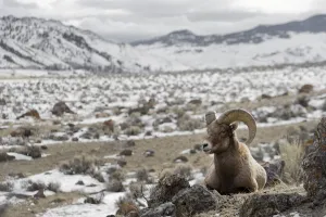 Bighorn Sheep (Ovis canadensis) on the hillside, ruminating, Yellowstone National Park Bighorn Sheep (Ovis canadensis) on the hillside, ruminating, Yellowstone National Park