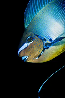 Popular themes/creative set 9/bignose unicornfish naso vlamingii Popular themes/creative set 9/bignose unicornfish naso vlamingii