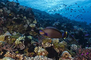 Bignose Unicornfish (Naso vlamingii), French Polynesia, Pacific Ocean Bignose Unicornfish (Naso vlamingii), French Polynesia, Pacific Ocean