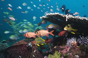 Bigscale soldierfish (Myripristis berndti), Sweetlips, Philippine chromis with Blueline Bigscale soldierfish (Myripristis berndti), Sweetlips, Philippine chromis with Blueline
