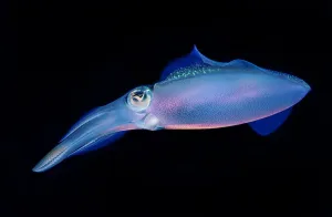 Bioluminescent Caribbean reef squid (Sepioteuthis sepioidea), St. Vincent, Eastern Caribbean Bioluminescent Caribbean reef squid (Sepioteuthis sepioidea), St. Vincent, Eastern Caribbean