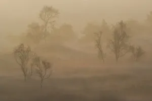 Birch trees (Betula pendula) in morning mist at sunrise, Groot Schietveld, Wuustwezel Birch trees (Betula pendula) in morning mist at sunrise, Groot Schietveld, Wuustwezel