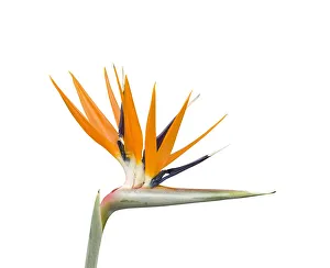 Bird of paradise / Crane flower (Strelitzia reginae). Cultivated in garden Bird of paradise / Crane flower (Strelitzia reginae). Cultivated in garden