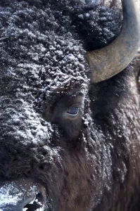 Bison (Bison bison) close up head portrait with snow on fur, Yellowstone National Park Bison (Bison bison) close up head portrait with snow on fur, Yellowstone National Park