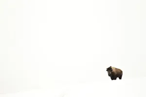 Bison (Bison bison) single animal in snow, Yellowstone National Park, Wyoming, USA