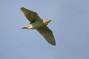 Bittern (Botaurus stellaris) in flight, Minsmere RSPB reserve, Suffolk, UK, August Bittern (Botaurus stellaris) in flight, Minsmere RSPB reserve, Suffolk, UK, August