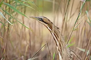 Bittern Bird Prints: Bittern (Botaurus stellaris) among reeds, head portrait, Suffolk, England, UK. November